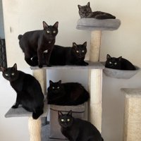 キャットタワーに集まる7頭の黒猫