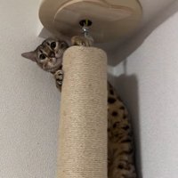 ひょっこり顔を出す猫