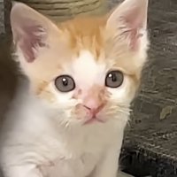 こちらを見る猫のアップ