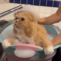 お湯に浸かって声をあげるスコティッシュフォールド