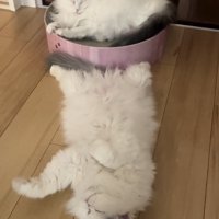 爪とぎの上で寝るノルウェージャンと床で寝るミックス猫