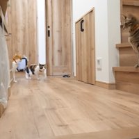 階段にいる猫