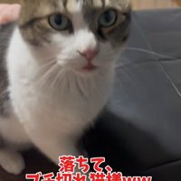 イカ耳になって怒っている猫