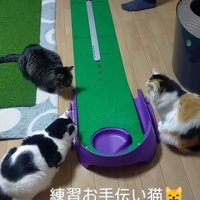 ゴルフキットの前に立つ男性と、ホールの近くに集まる3頭の猫