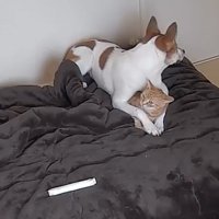 犬と猫