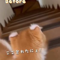階段の下をみる子猫