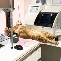 机の上でへそ天で眠る茶トラ猫