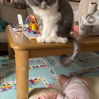 見つめる猫