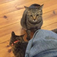 見つめるももちゃん