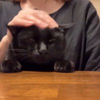 飼い主に頭を撫でられて目を細める猫