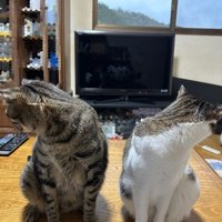 そっぽを向く2匹の猫