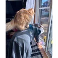 女性に乗っている猫