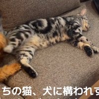 寝る猫