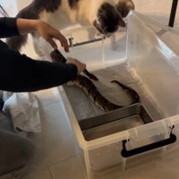 ケースに入ろうとする猫