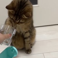 前足を突っ込んで