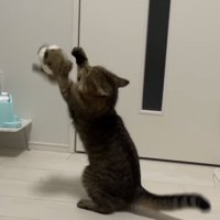 ぬいぐるみを放り投げる猫の写真