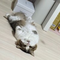 室内にいる猫