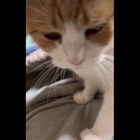 俯くミケちゃん