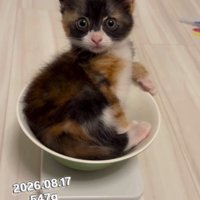 計量器の上に座って飼い主を見つめる子猫