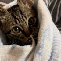 毛布に包まる子猫