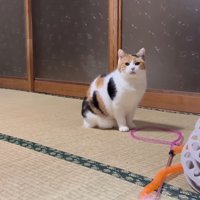 少し遠くから
