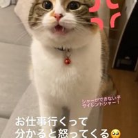 凝視する猫