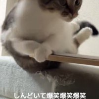 バランスを崩した猫
