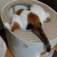 トイレを覗く猫