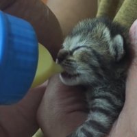 ミルクを飲む子猫