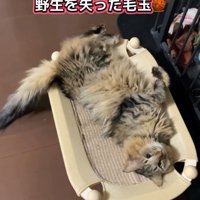 ストーブにあたりながら飼い主を見上げる猫