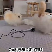 追いかけっこをする犬と猫