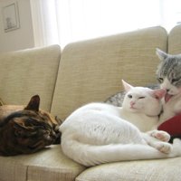3匹の猫