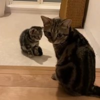 先輩猫と子猫