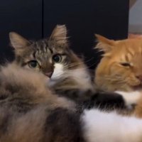 2匹の猫（茶トラが噛もうとする）