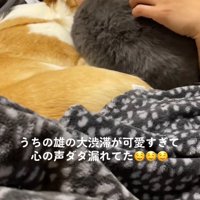 犬と寝ている飼い主にくっつく猫