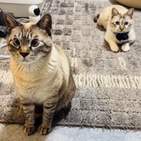 カーペットでくつろぐ2匹のシャムミックス