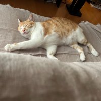 床に寝転がって眠る茶白猫