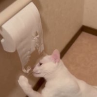 トイレットペーパーをイタズラ