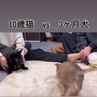 駆け寄る子犬