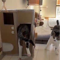 段ボールハウスの中に入ろうとしている猫とそれを見ている猫