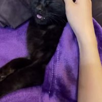飼い主に頭を撫でられる黒猫