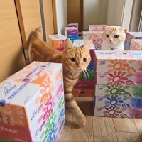 茶太郎くんクリア