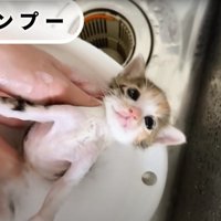 シャンプーされている子猫