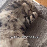 絨毯の上で寝ている猫