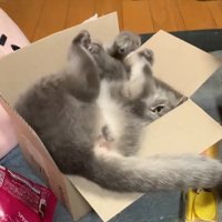 仰向けで足を上に上げている猫