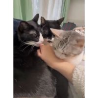 集まっている猫