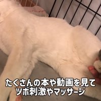 横になる猫