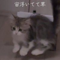 宙に浮く猫