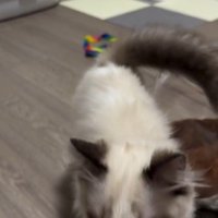 手のひらの上におやつを乗せた人とそれを見ている猫