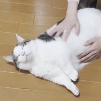 マッサージされて気持ちよさそうにしている猫